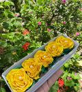 FLORES AMARILLAS ETERNAS